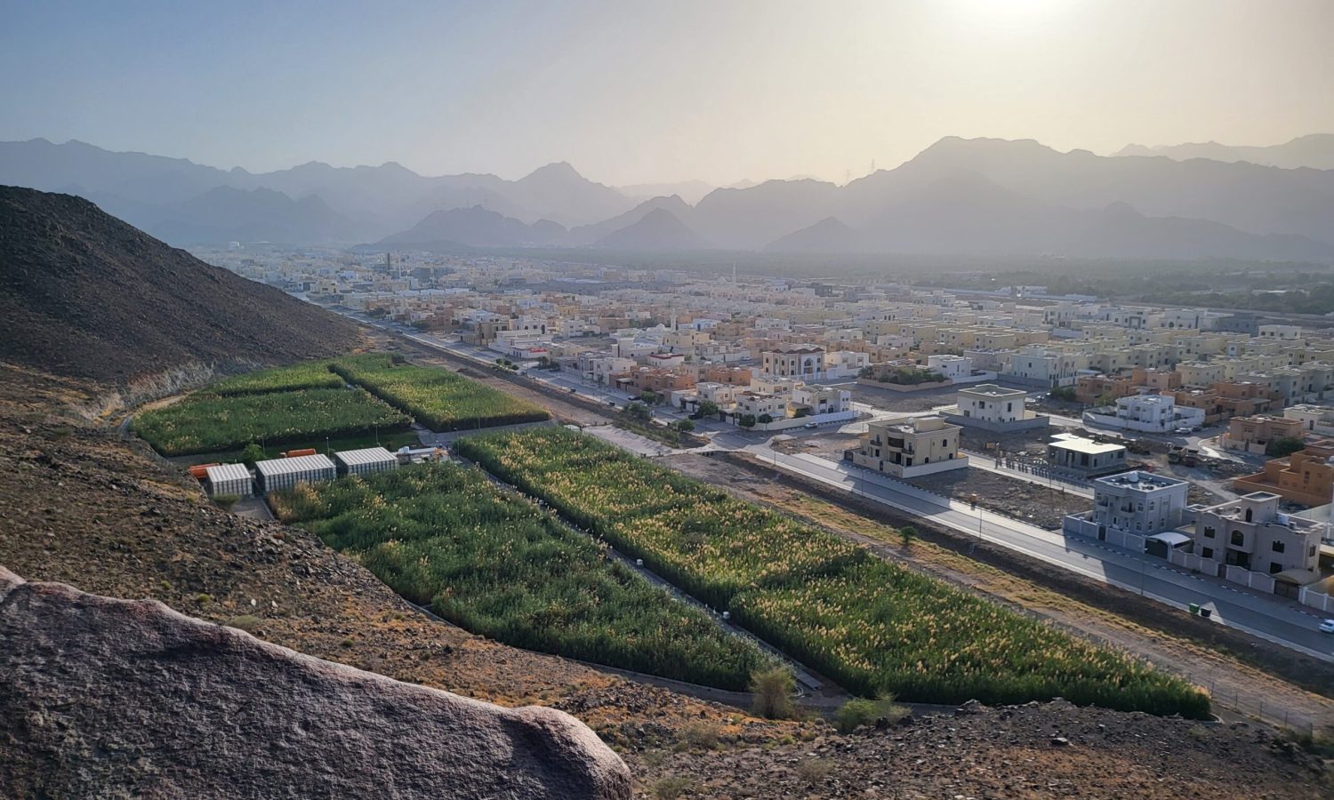 Reed Bed STP Constructed Wetland UAE