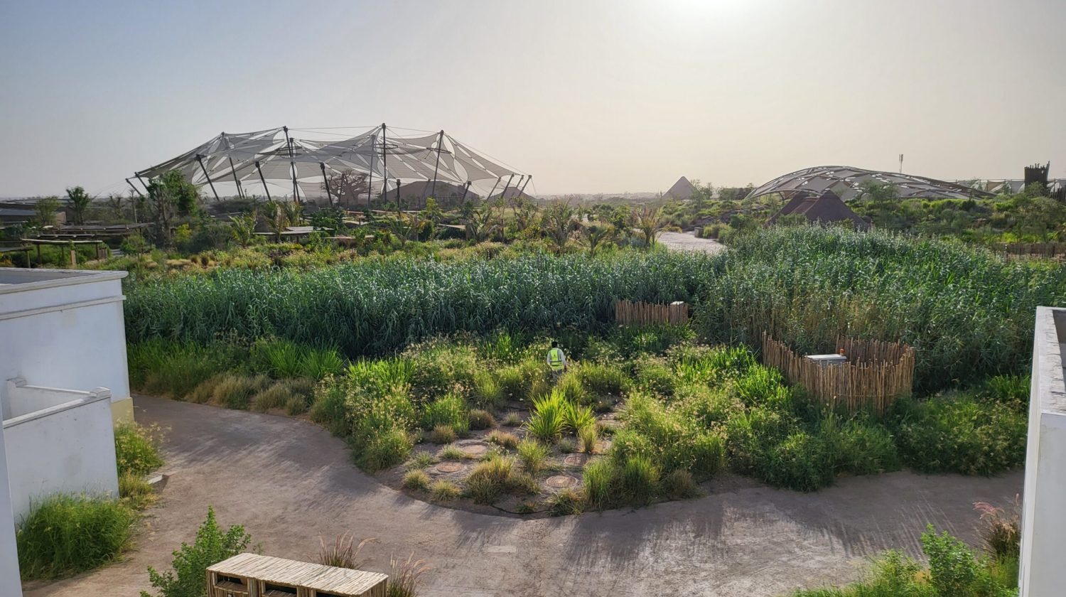 Reed Bed STP constructed wetland sharjah safari