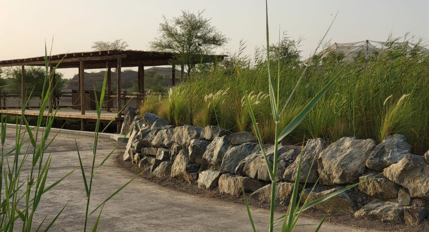 STP WWTP water treatment Reed Bed constructed wetland sharjah safari