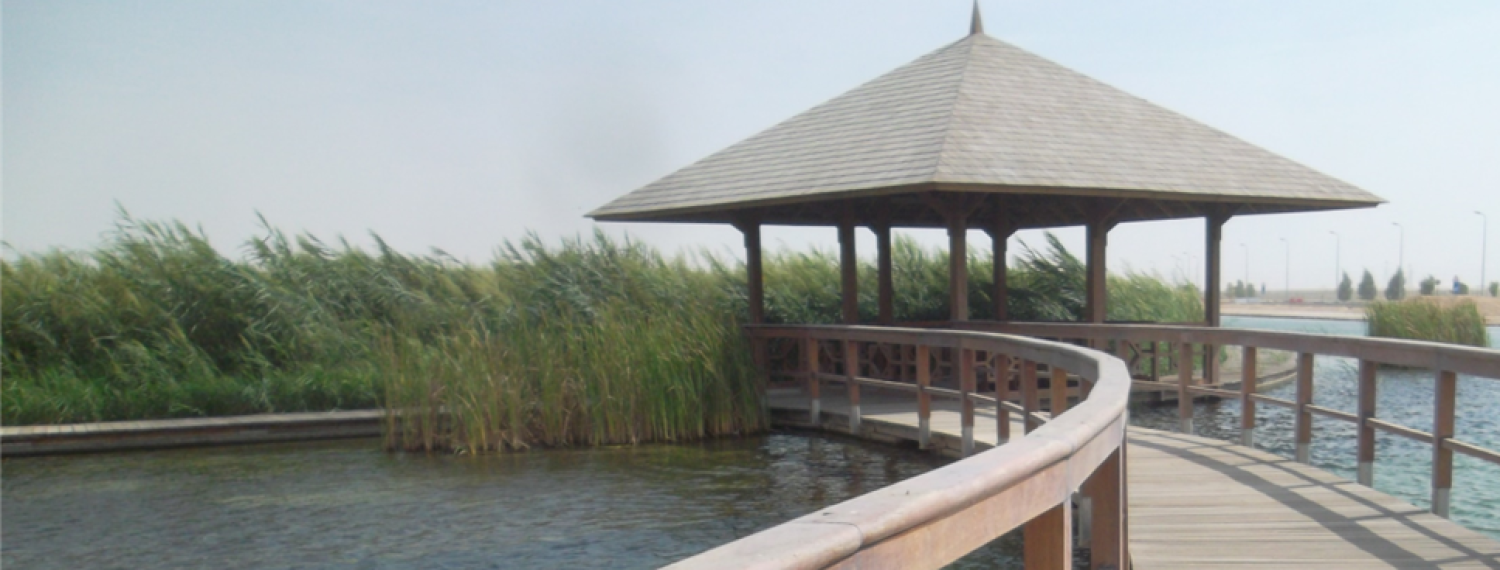reed bed constructed wetland Doha Qatar